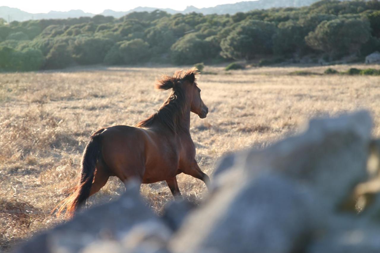A Loghja Di Cavallo Morto Bonifacio  Εξωτερικό φωτογραφία